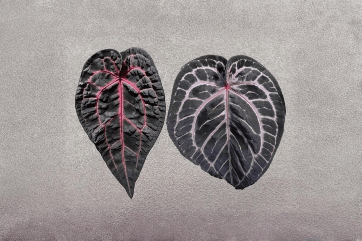 2 Anthurium Dream Weaver × Michelle Tissue Culture Plants Bare Root