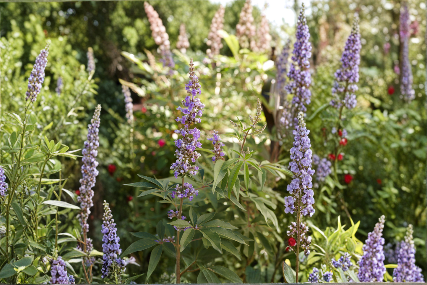 Vitex Tree 2–4 Ft Live Plant, Purple Flowering Tree for Garden Landscape Ornamental Outdoor