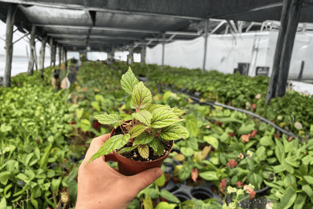 Begonia Abdullahpieei 2 Exact Live Plants – Specific 4” Size