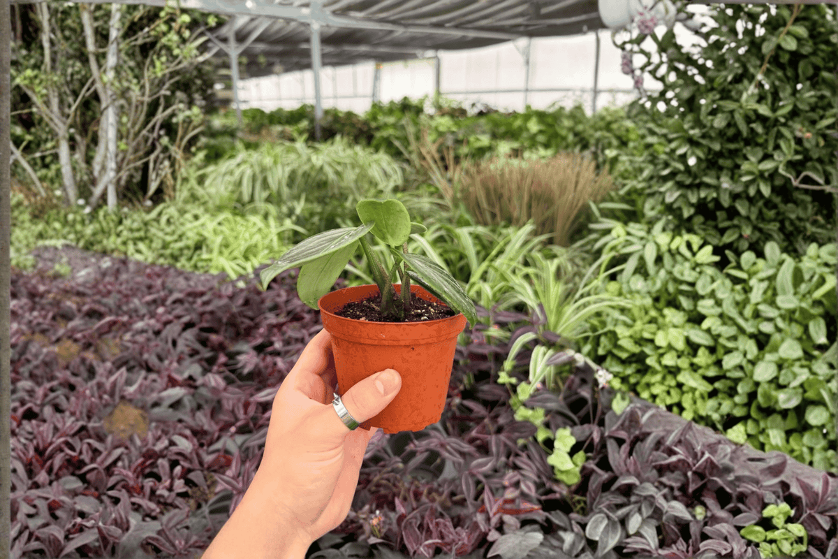 Peperomia Maculosa 2 Exact Live Plants – 4-Inch Pots – Peperomia maculosa