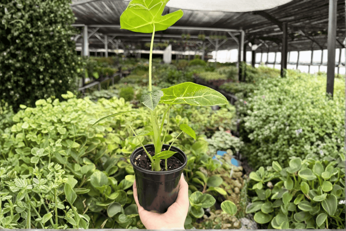 Alocasia Frydek 2 Exact Live Plants – Specific 4-Inch Pots – Alocasia micholitziana ‘Frydek’