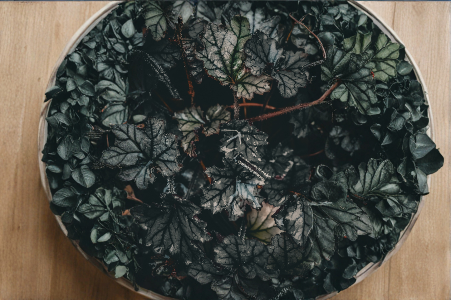 Heuchera Black Taffeta Live Plants 3 Rooted Starters 1 Qt Pots Coral Bells Dark Foliage Perennial Garden Plant