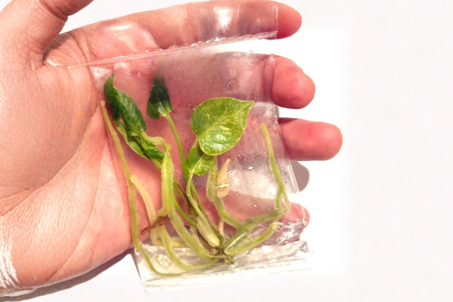 Anthurium Hookeri Variegated Tissue Culture Live Plant Rare Tropical Houseplant in 3 Inch Pot