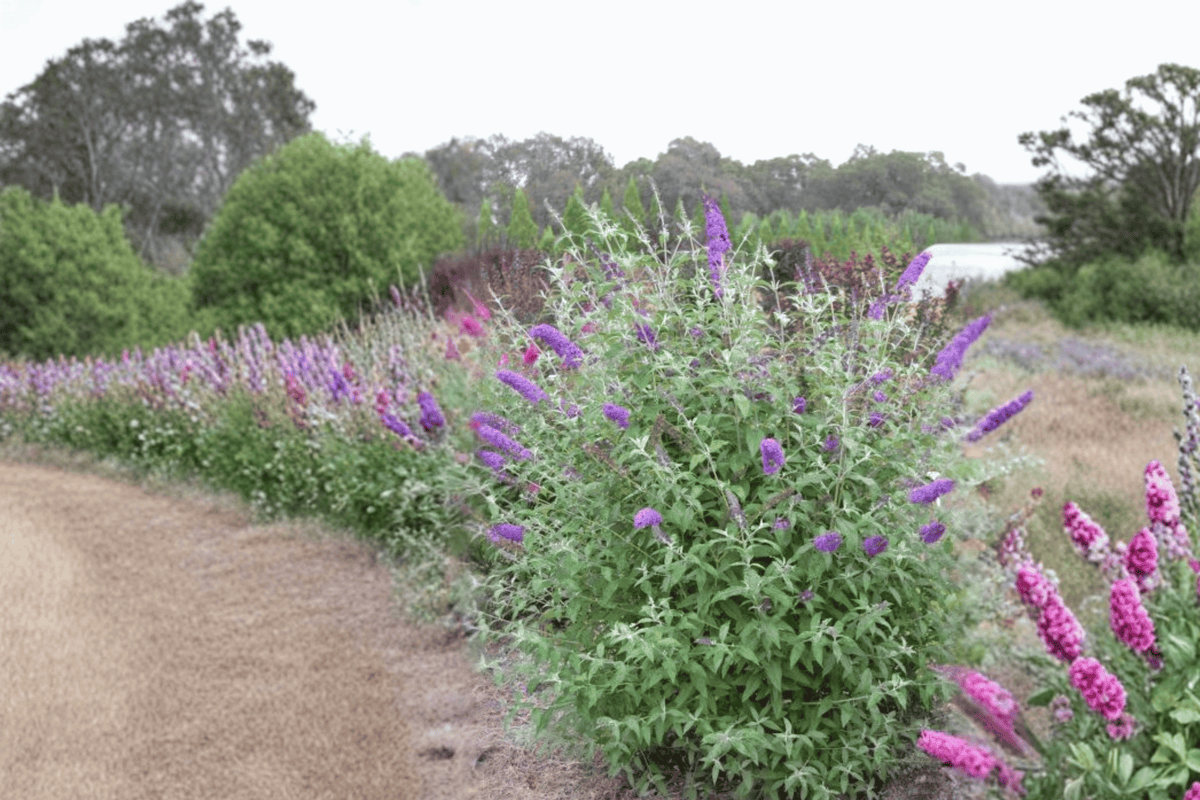 Psychedelic Sky Butterfly Bush 2 Gallon Live Plant – Buddleja Psychedelic Sky™