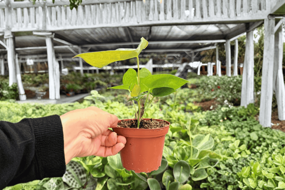 Anthurium Dresslerii × Carla – 2 Exact Live Plants, 4-Inch Size – Anthurium Hybrid