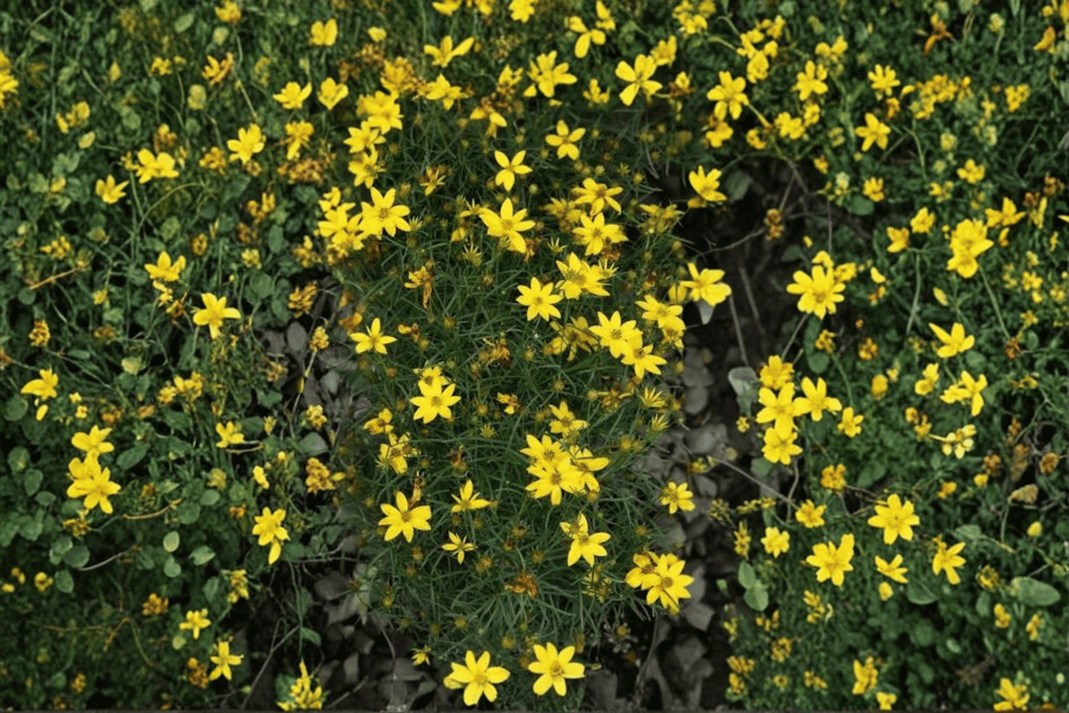 Threadleaf Coreopsis 1 Live Plant – Coreopsis verticillata – 1 Gallon Pot