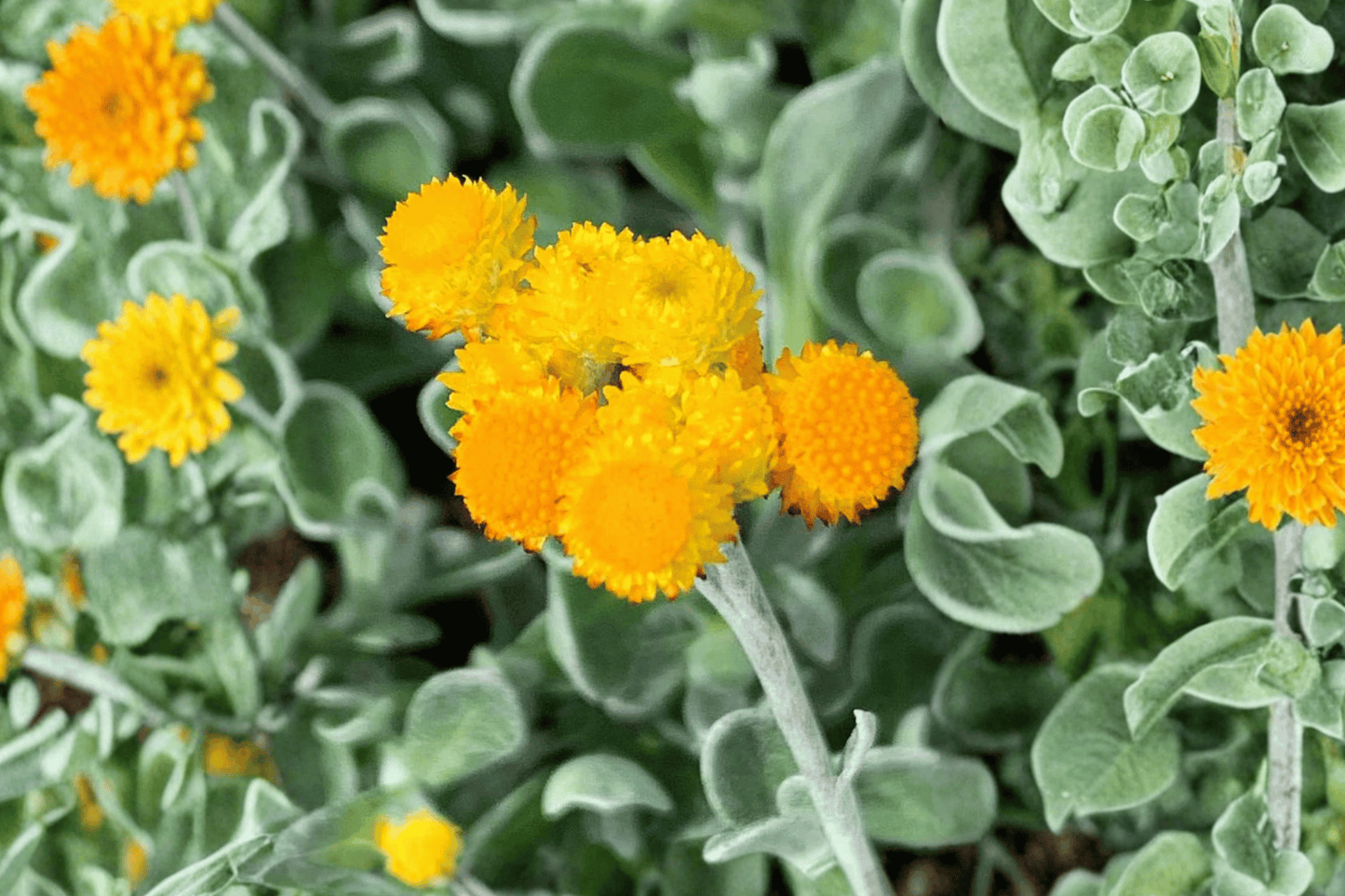 Desert Flame Yellow Buttons 1 Live Plant – 4-Inch Pot – Chrysocephalum apiculatum ‘Desert Flame’