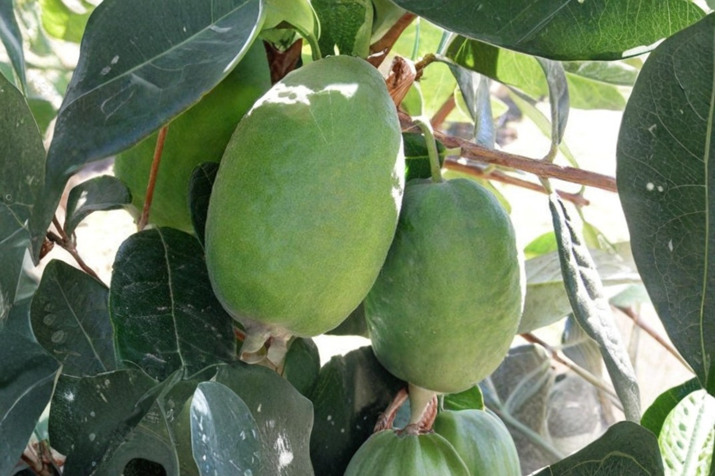 Waingaro Pineapple Guava Grafted Live Plant 1 Gallon Pot Feijoa Fruit Shrub Acca Sellowiana Evergreen Garden Tree