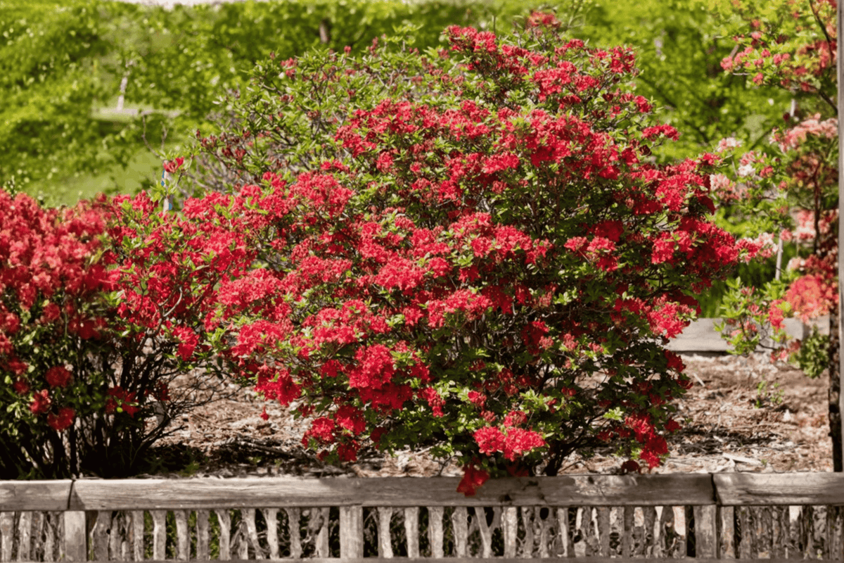 Electric Lights Red Azalea 1 Live Plant – Rhododendron ‘UMNAZ 502’ – 3 Gallon Pot