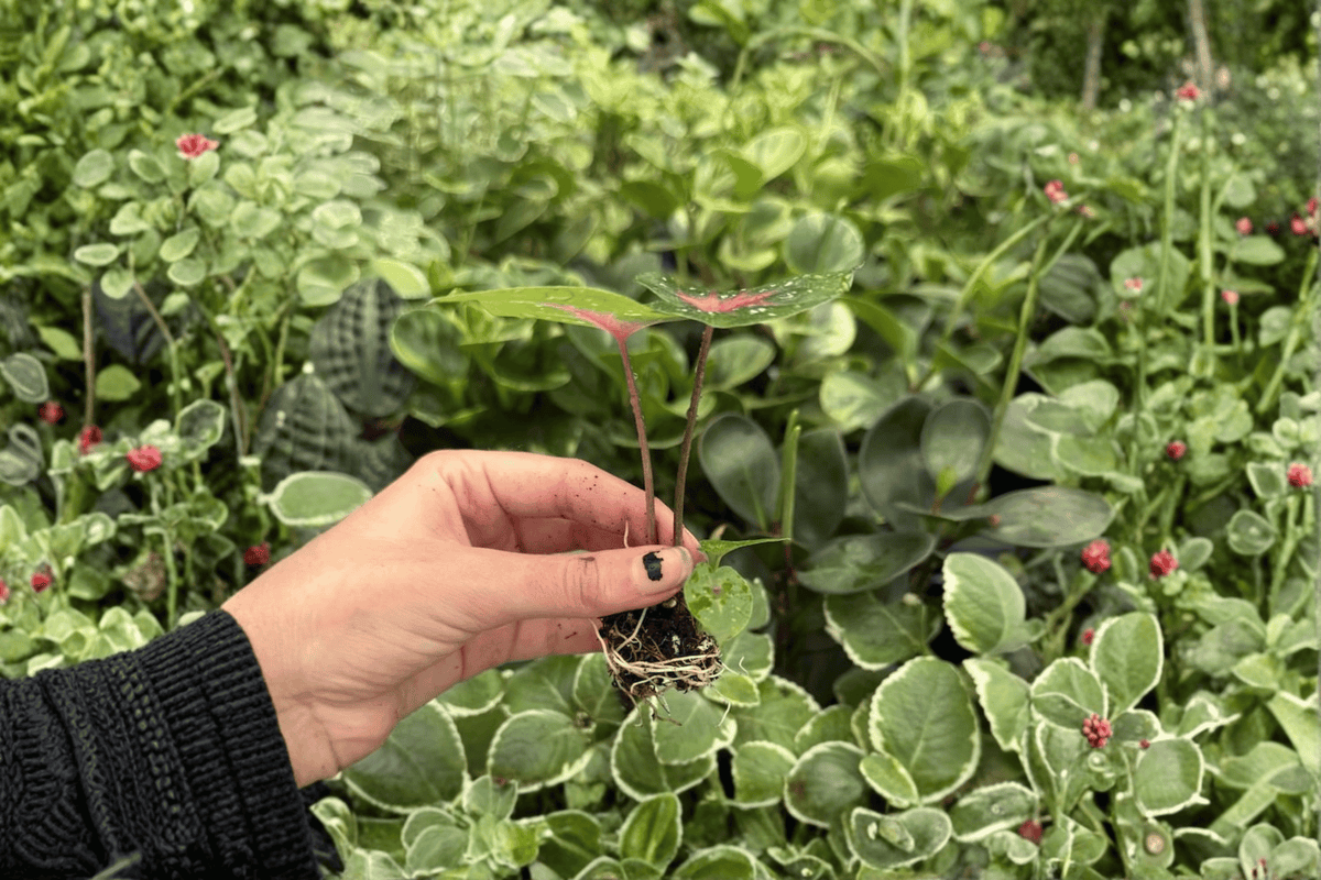 Caladium Bicolor Camilla 2 Exact Live Starter Plants – Caladium bicolor 'Camilla'