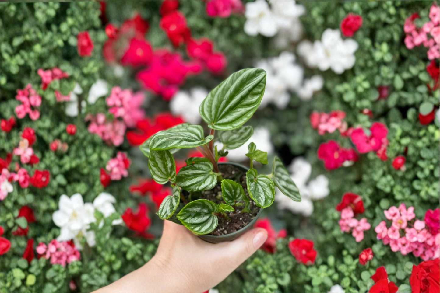 Peperomia Ecuador Live Plant Rare Easy Care Indoor Houseplant 4 Inch Rooted Starter Plant Gift