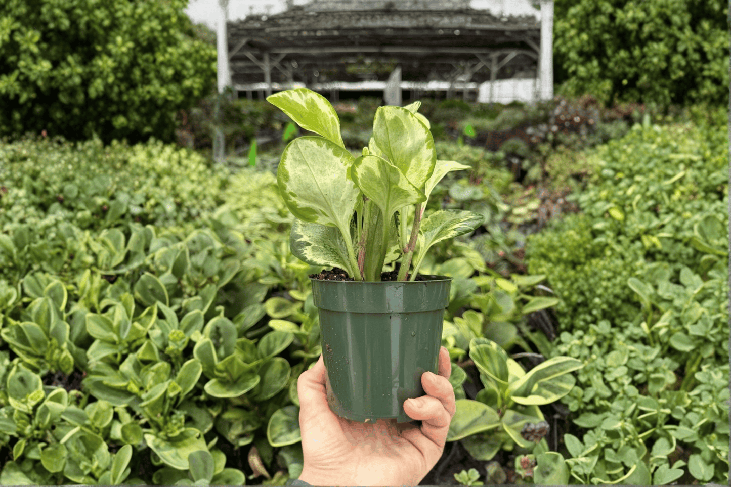 Peperomia ‘Golden Gate’ 2 Exact Live Plants – Specific 4-Inch Pots