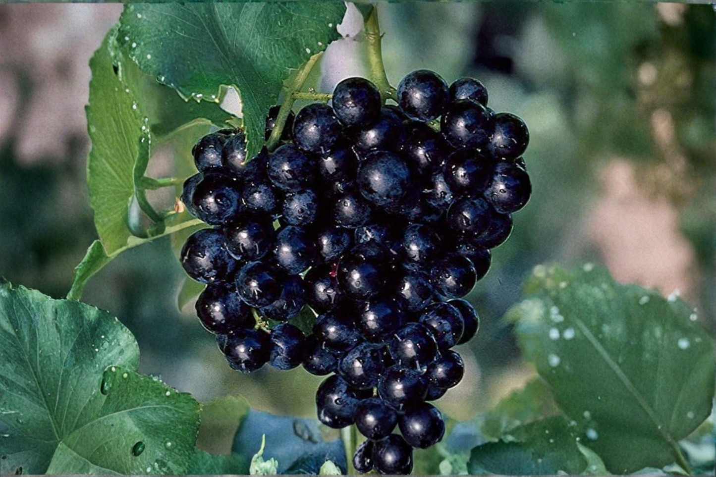 Miniature Pixie Grape Seeds Dwarf Fruit Vine Indoor Outdoor Container Gardening 5 Seeds With Instructions