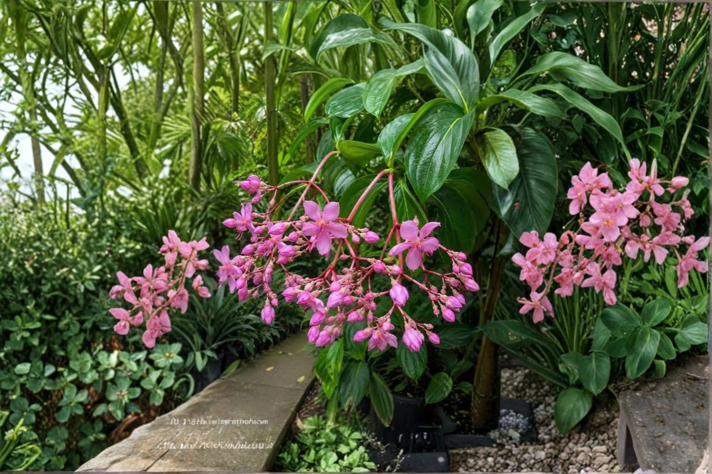 Medinilla apoensis 'Philippine Pink' Live Flowering Plant – Tropical Ornamental