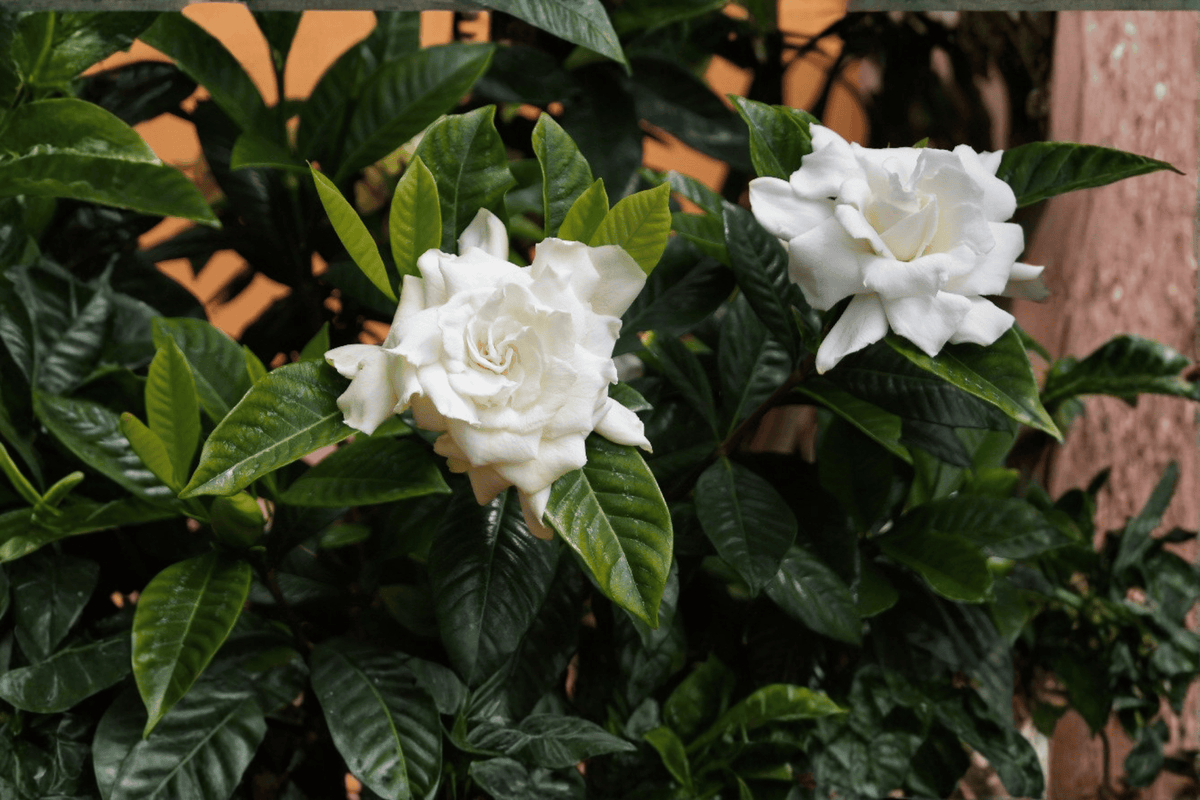Steady as She Goes® Gardenia 1 Live Shrub – Gardenia jasminoides – 1 Gallon Pot