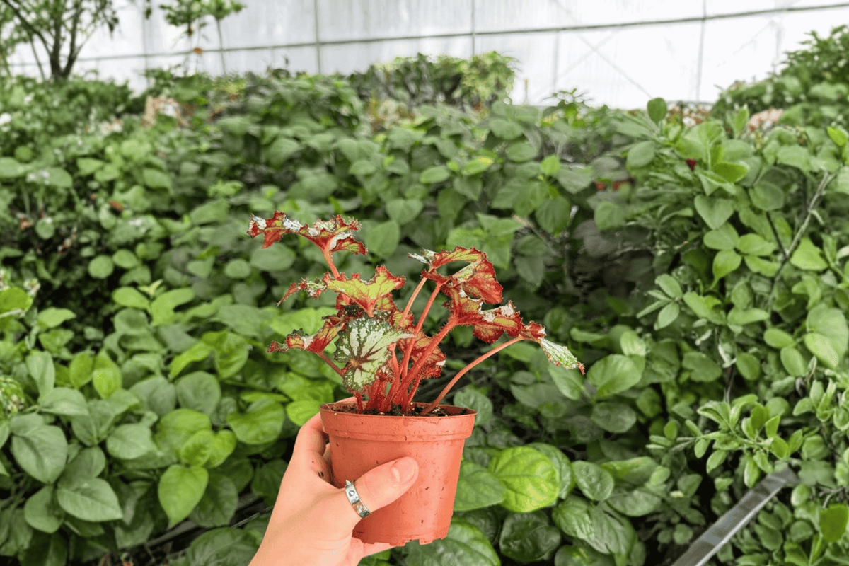 2 Exact Plant Harmony’s Prismatic Blush Begonia – Specific 4” Pot