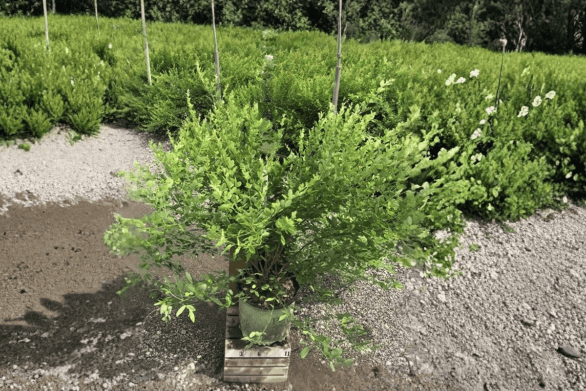 Candy Girl Lespedeza 1 Live Flowering Shrub, 3 Gallon Pot, 15 Inches – Lespedeza ‘Candy Girl’