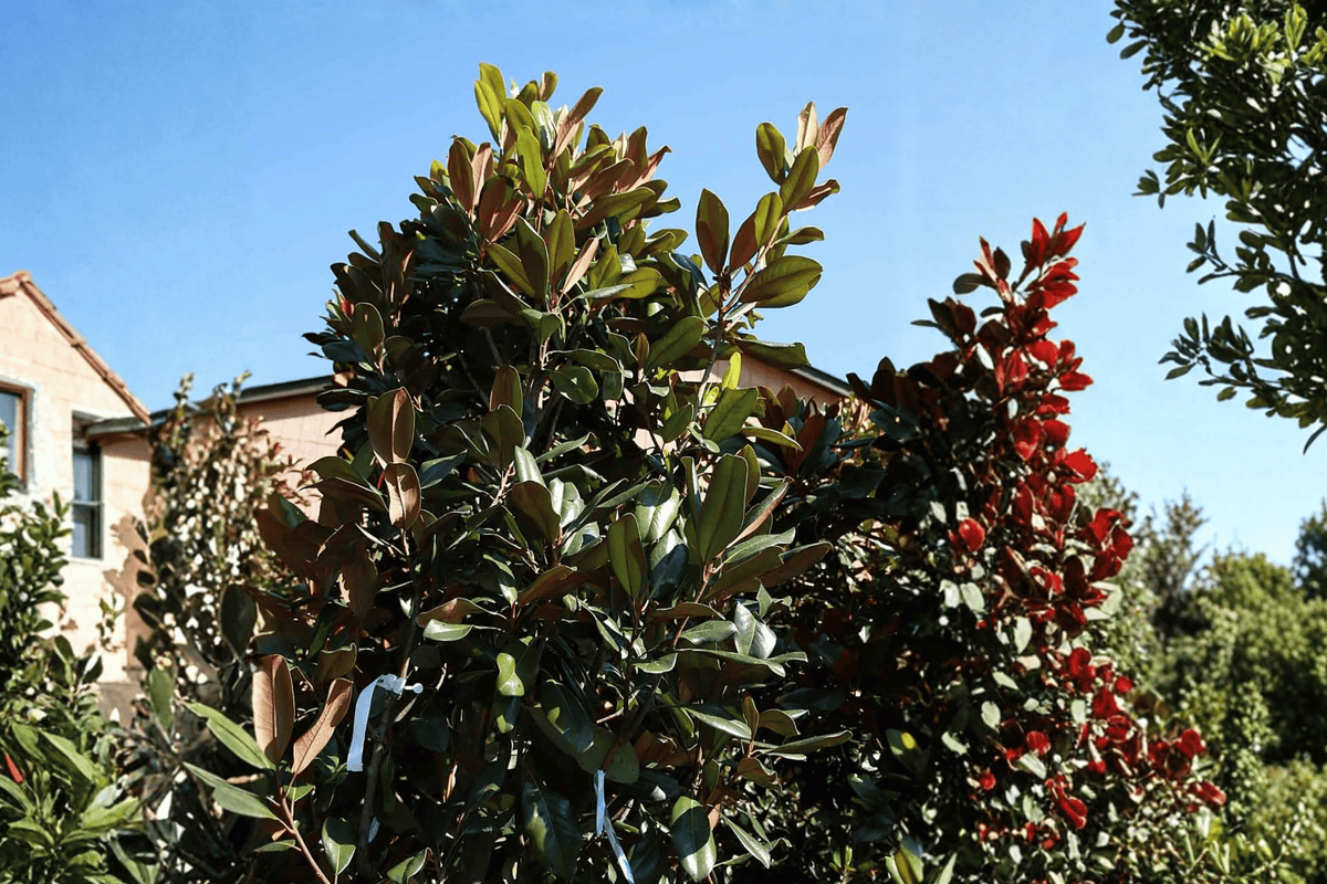 Edith Bogue Southern Magnolia 1 Live Tree – Magnolia grandiflora ‘Edith Bogue’ – 3 Gallon Pot