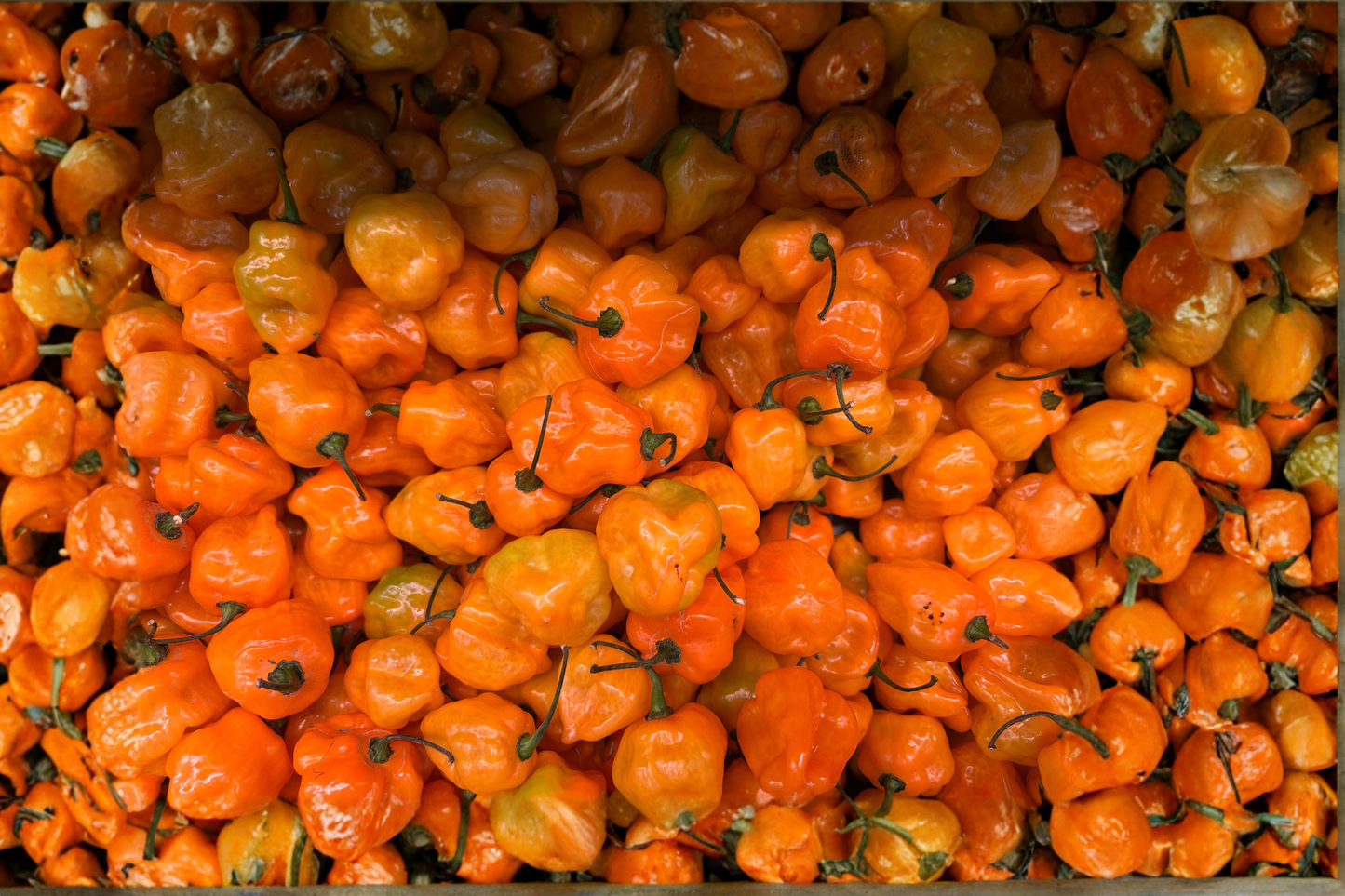 3 Yellow Jamaica Scotch Bonnet Chili Live Plants – Capsicum chinense Hot Pepper
