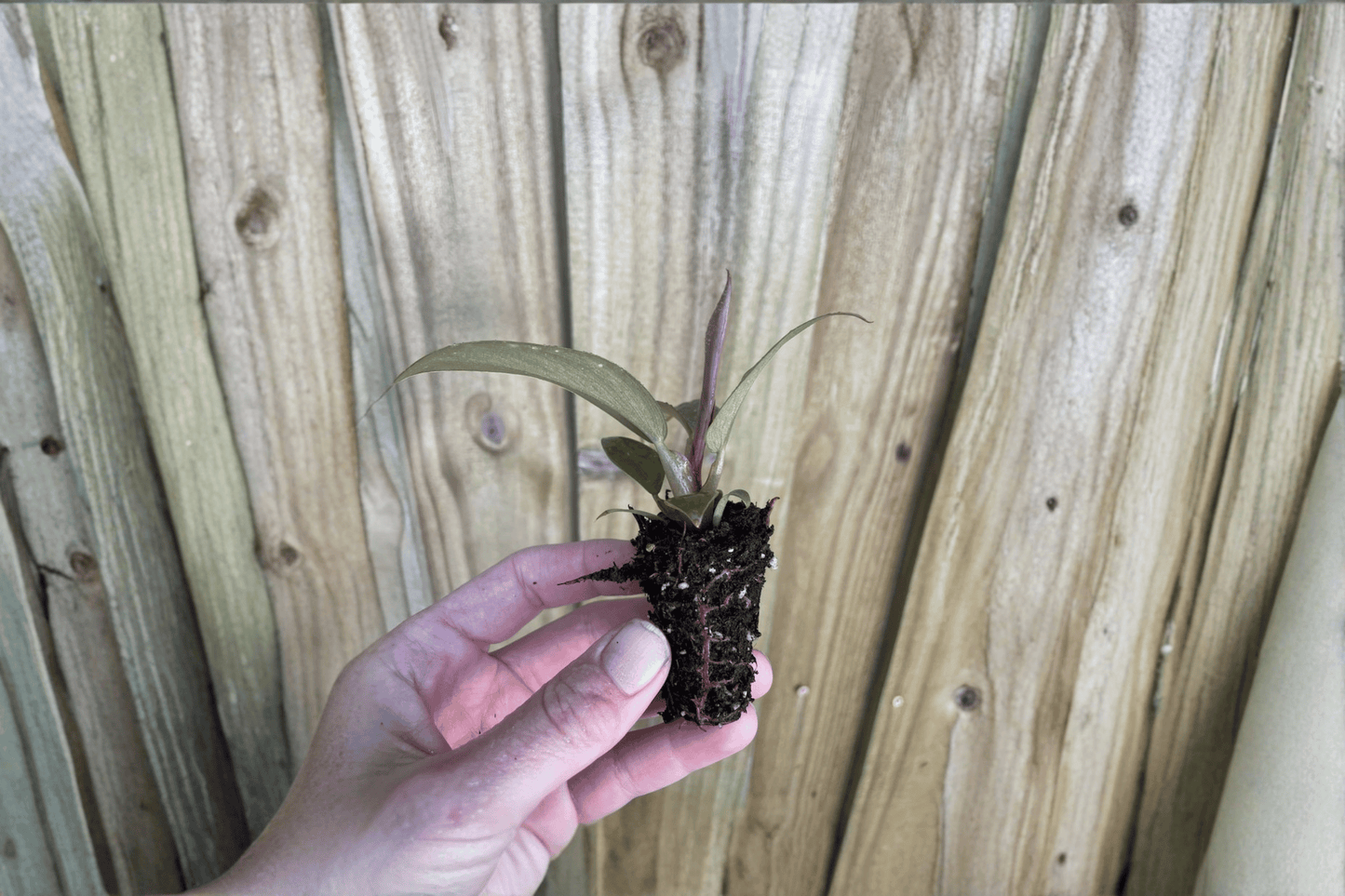 2 Philodendron 'Imperial Red' Starter Plants – Fully Established Roots