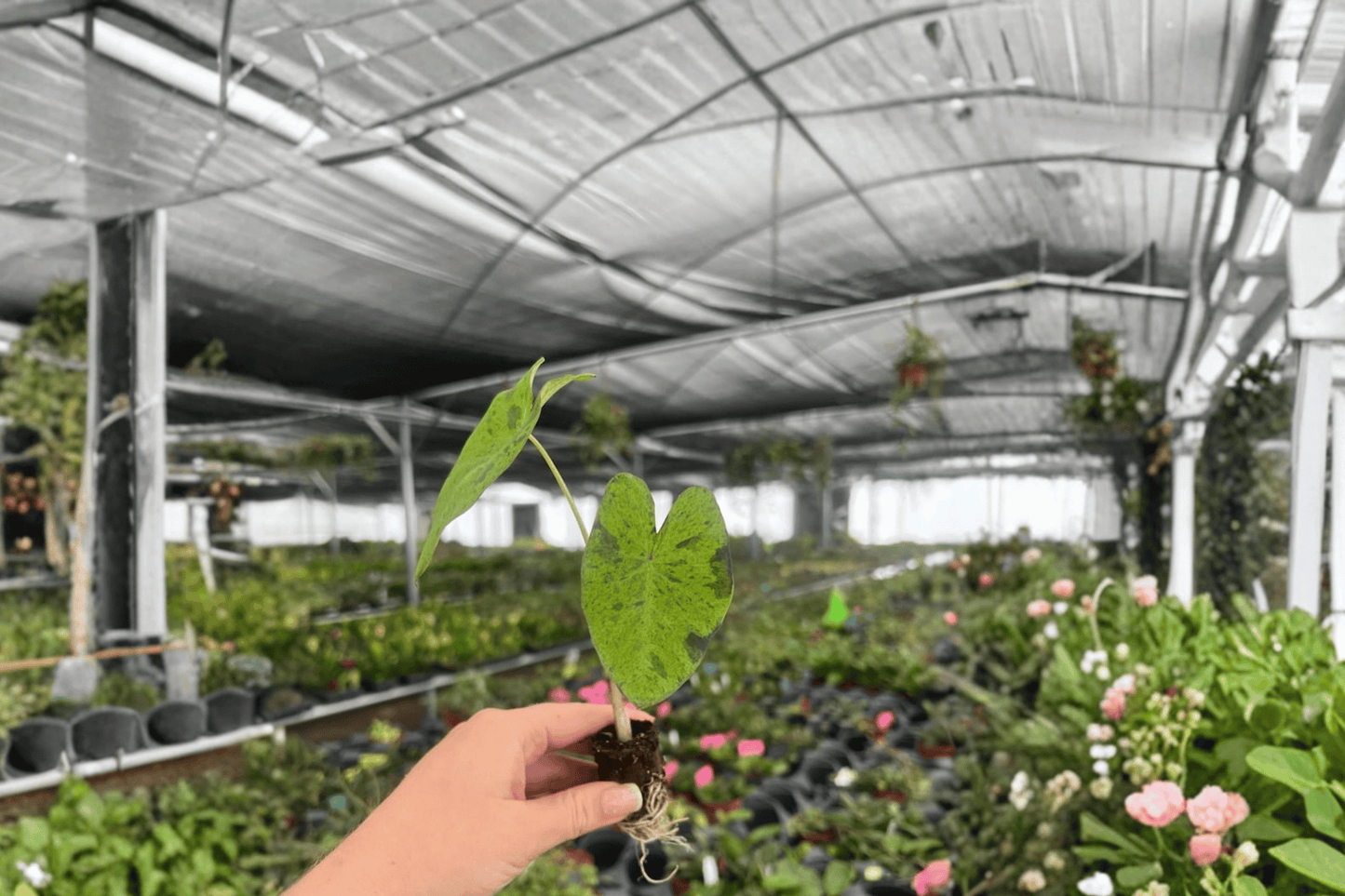 2 Colocasia 'Mojito' Starter Plants – Live Elephant Ear Plants