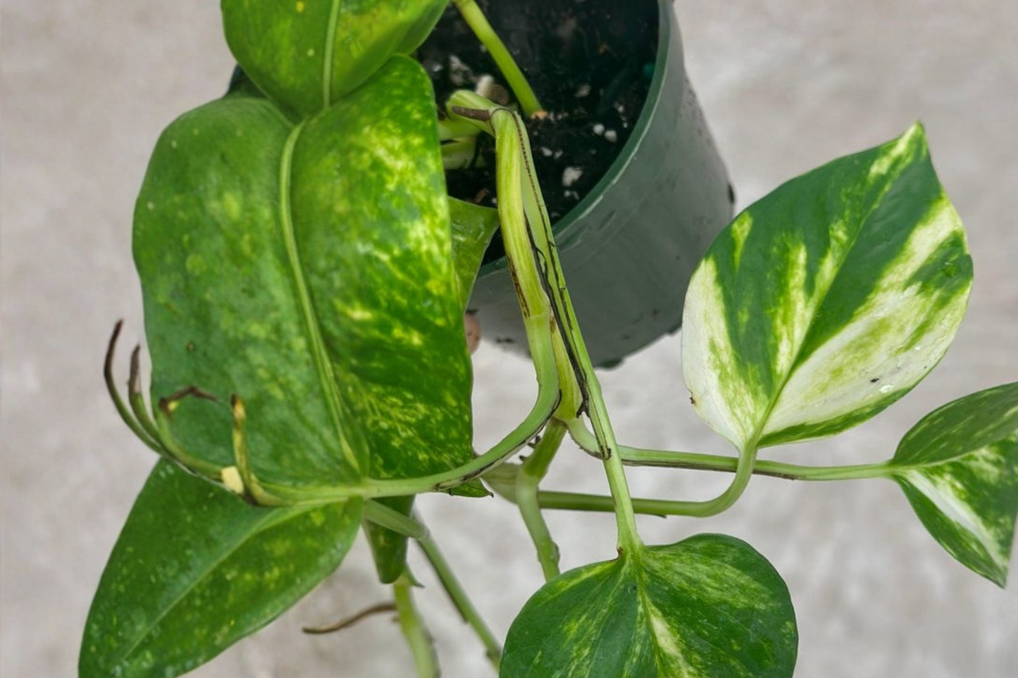 Hawaiian Pothos Plant Live 4 Inch Pot Epipremnum Aureum Large Leaf Pothos Indoor Houseplant Starter