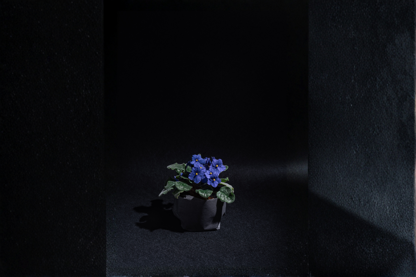 African Violet Live Plant – 4-Inch Starter Pot – Saintpaulia (Streptocarpus sect. Saintpaulia)
