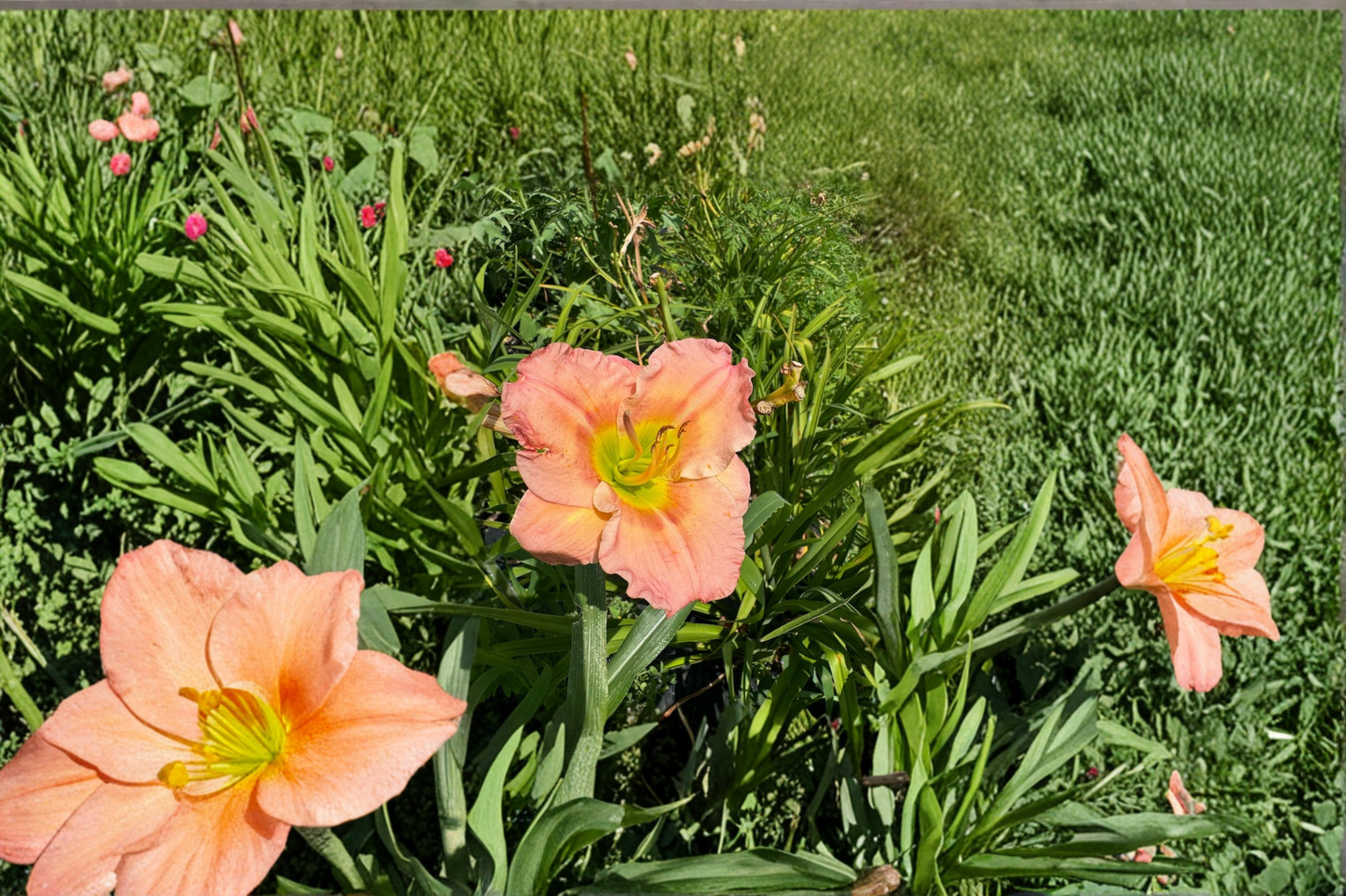 Daylily ‘Chorus Line’ 3 Bare Root Plants – Pink Hemerocallis Perennial for Summer Garden Flowers