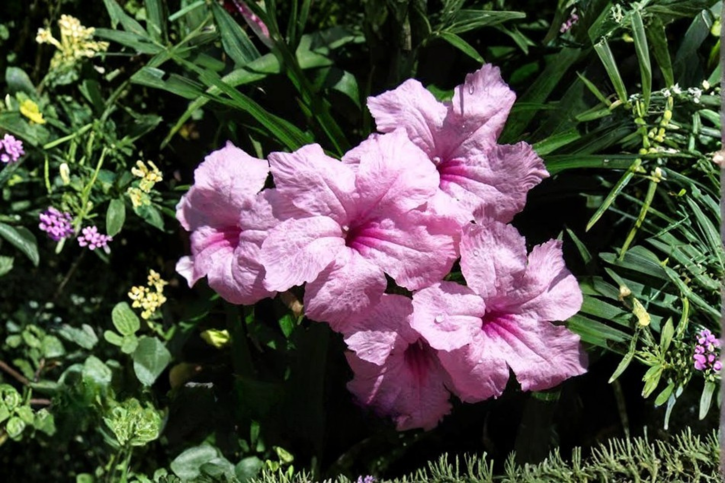 Pink Mexican Petunia Live Plants – 5 Well-Rooted Plug Plants – 5–7 Inch Tall – Ruellia simplex