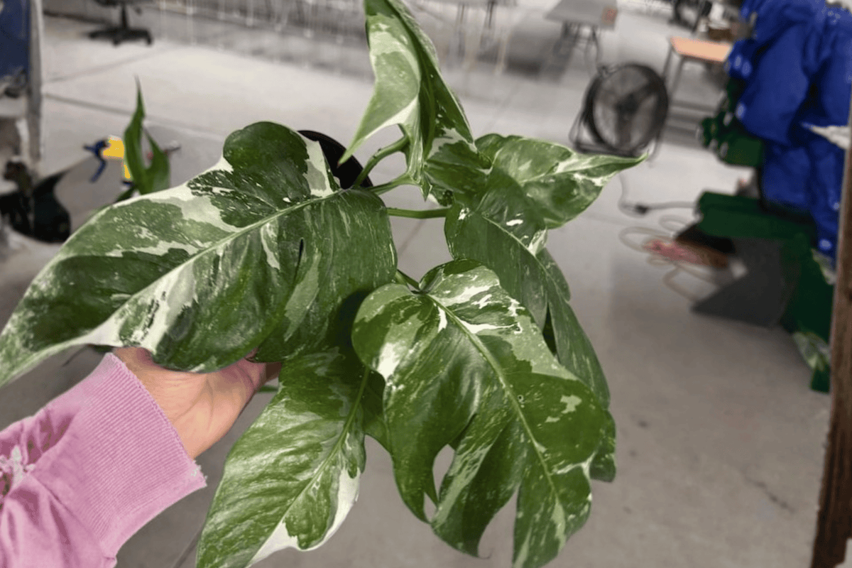 2 Epipremnum Pinnatum Albo Live Plants – 4-Inch Pot