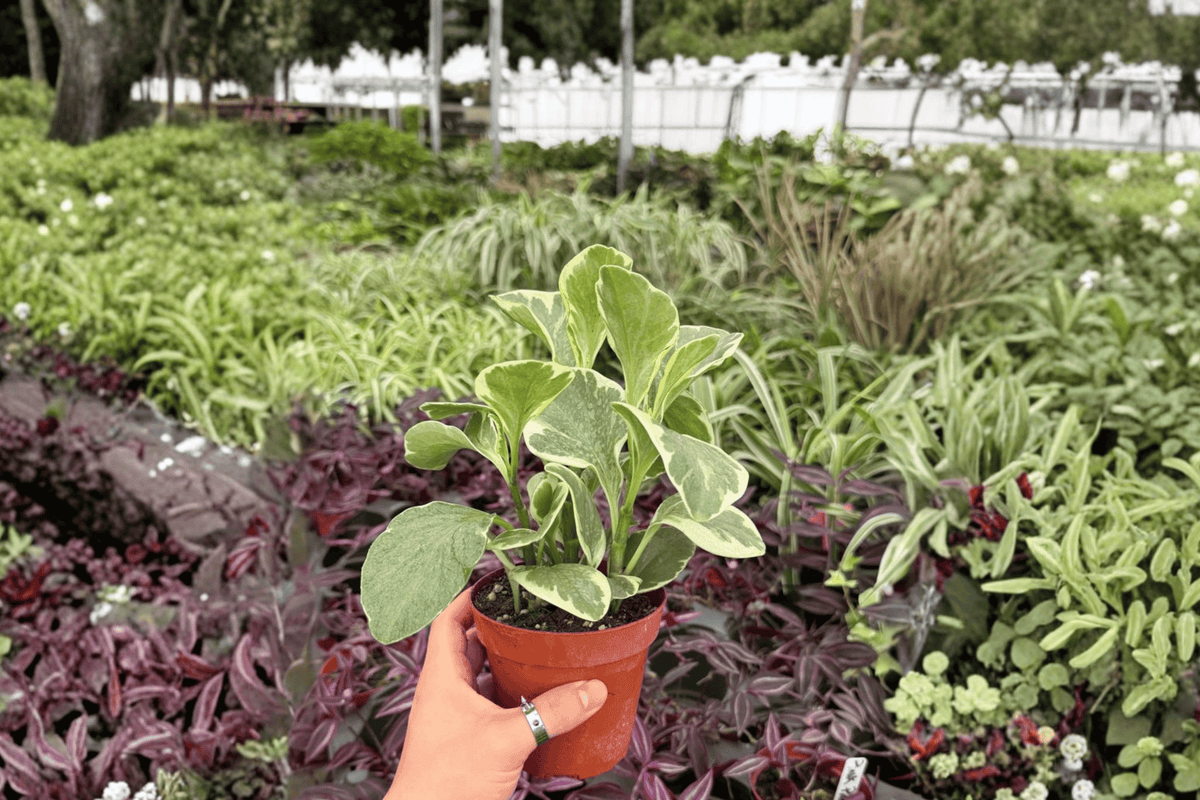 Variegated Peperomia Obtusifolia 2 Exact Live Plants – Specific 4” Size Bare Root