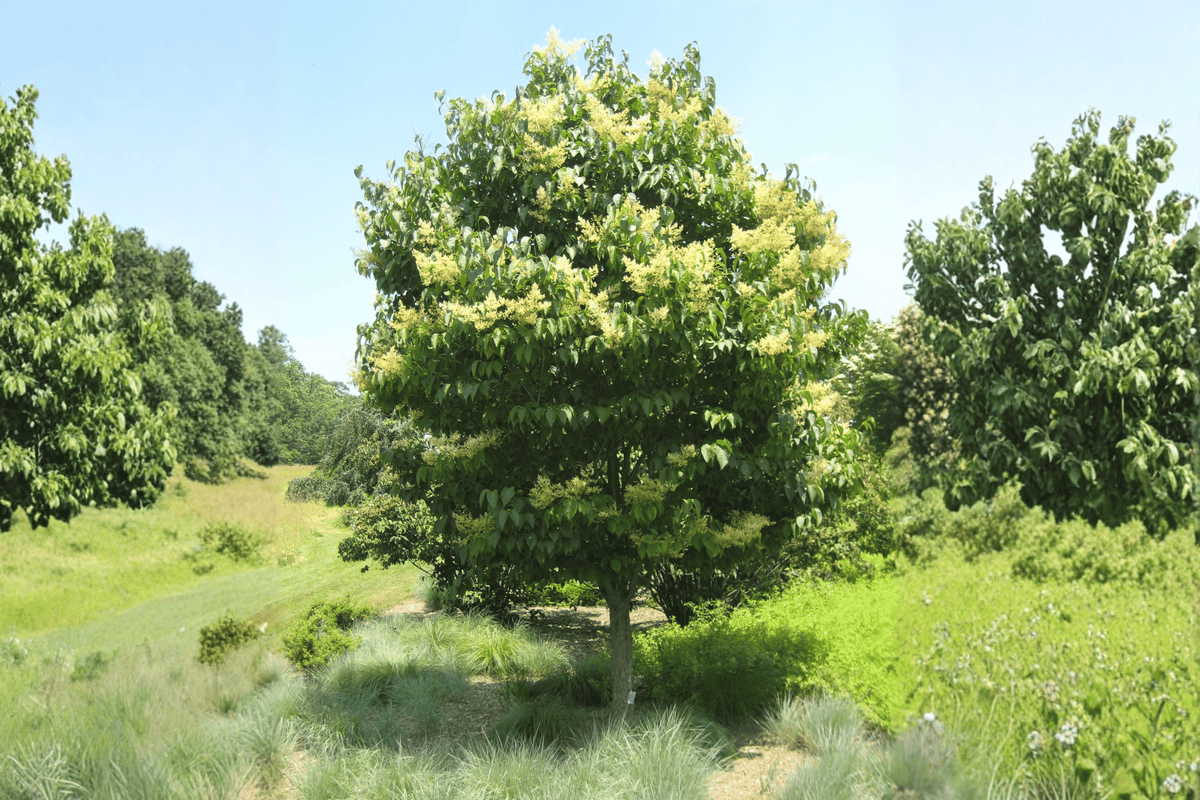 Ivory Silk Japanese Tree Lilac 1 Live Flowering Tree, 3 Gallon Pot – Syringa reticulata ‘Ivory Silk’