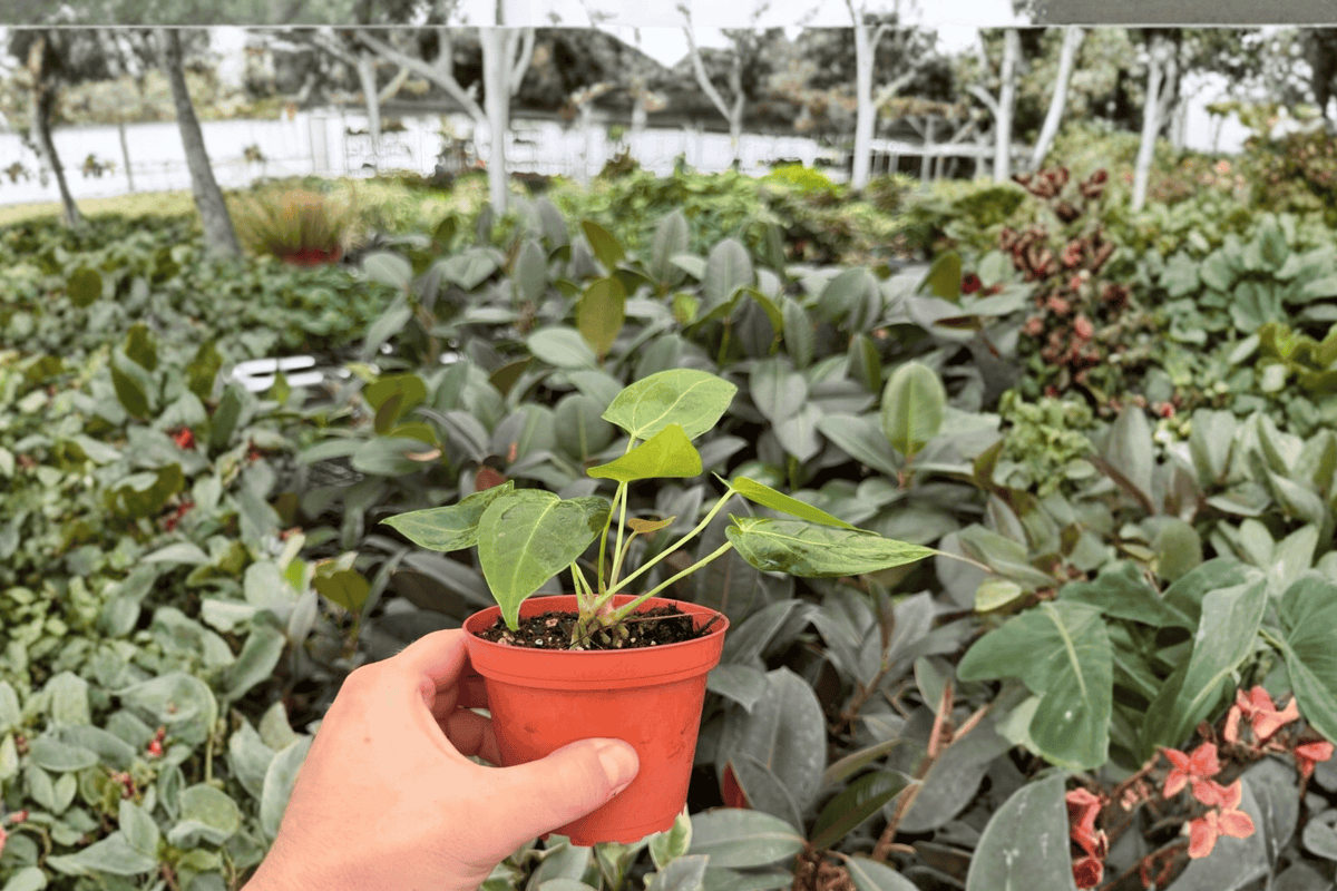Anthurium Papi Legend × Papi 2 Exact Live Plants – 4” Size Bare Root