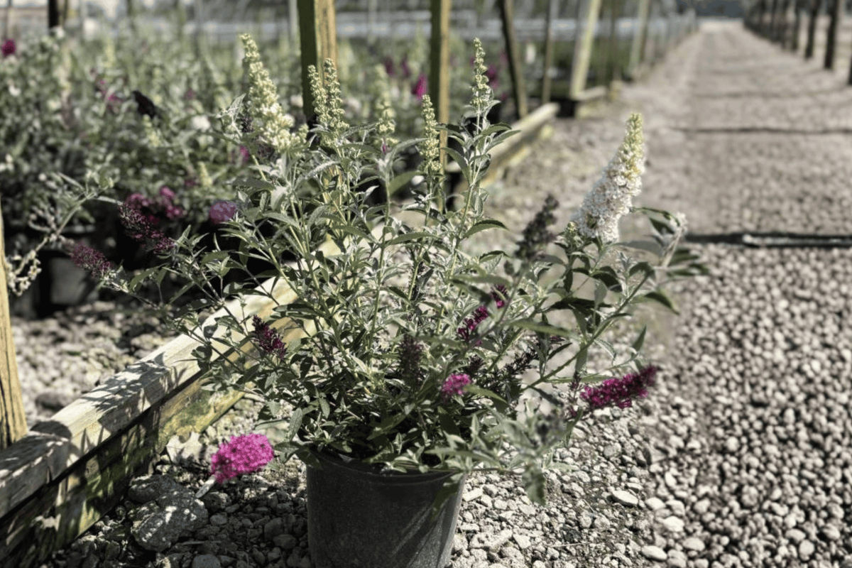 Perfecta Trifecta Butterfly Bush 1 Gallon Live Plant Combination – Buddleja davidii BUZZ Series