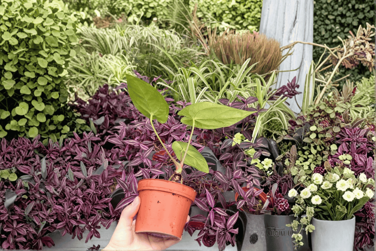 Anthurium Xone × Subsignatum 2 Exact Live Plants – Specific 4” Size