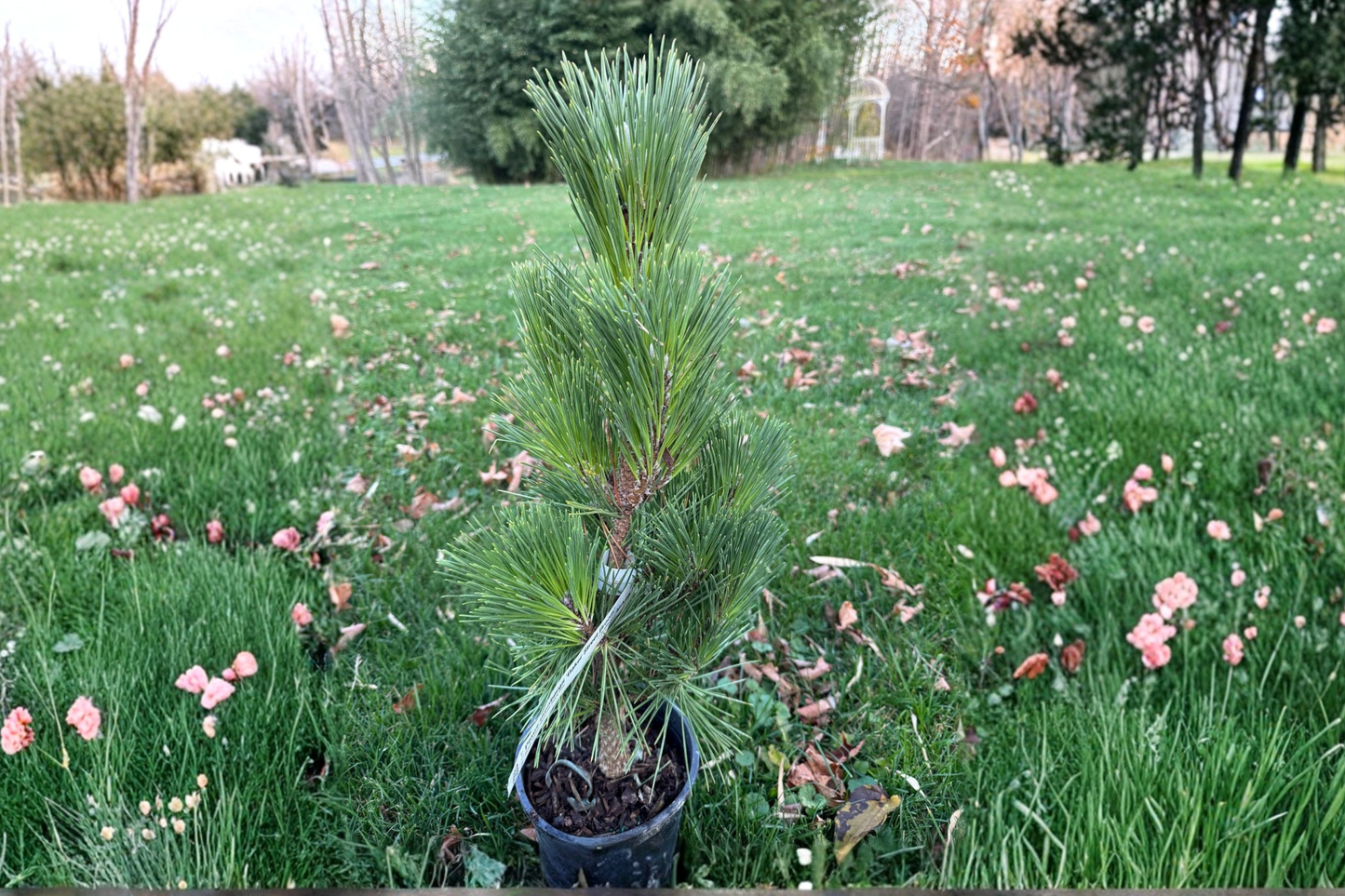 Baker Street Broom Japanese Black Pine 12 Inch Live Plant 1 Gallon Pot – Pinus thunbergii Dwarf Evergreen Bonsai Conifer