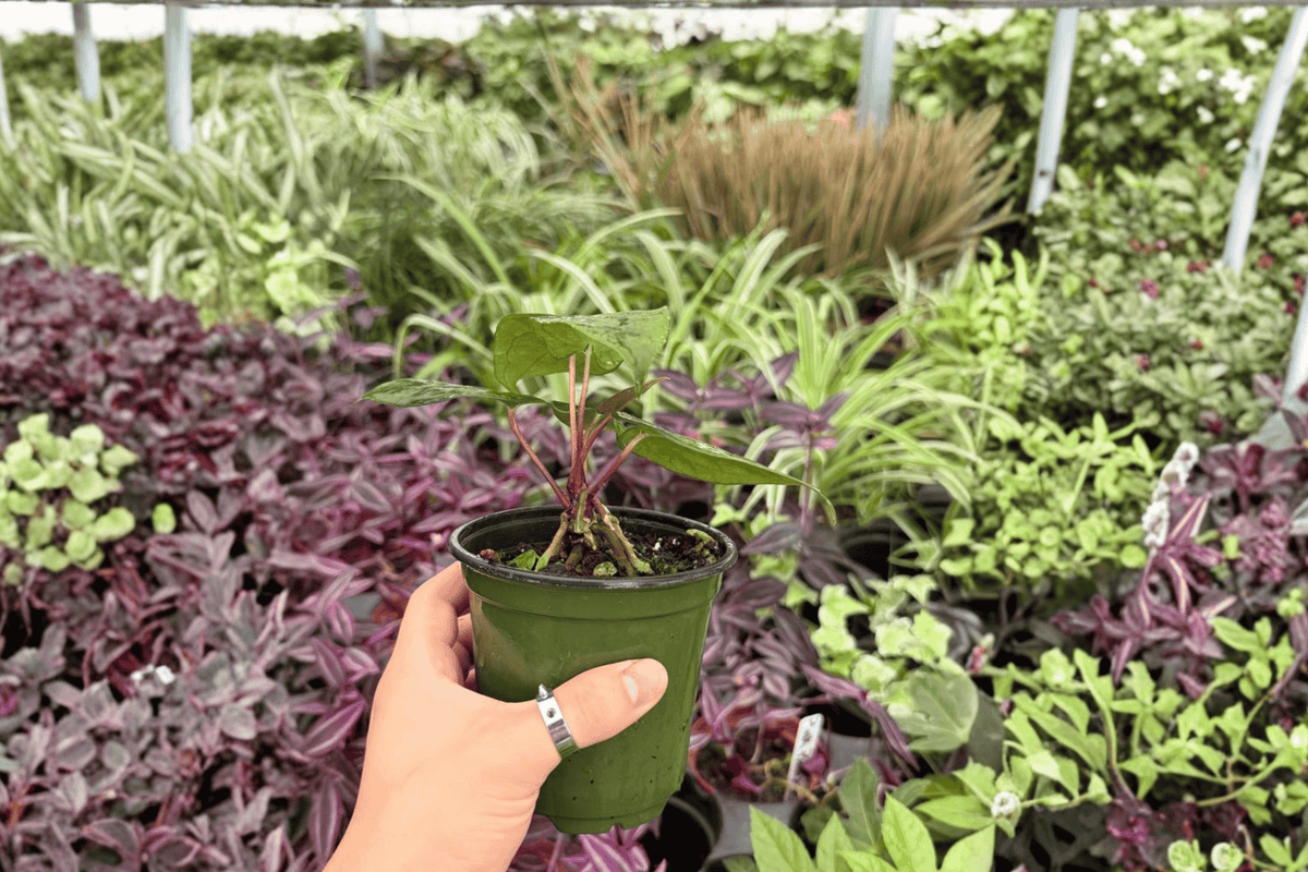 Anthurium Papi × Blue Papi 2 Exact Live Plants – Specific 4” Size