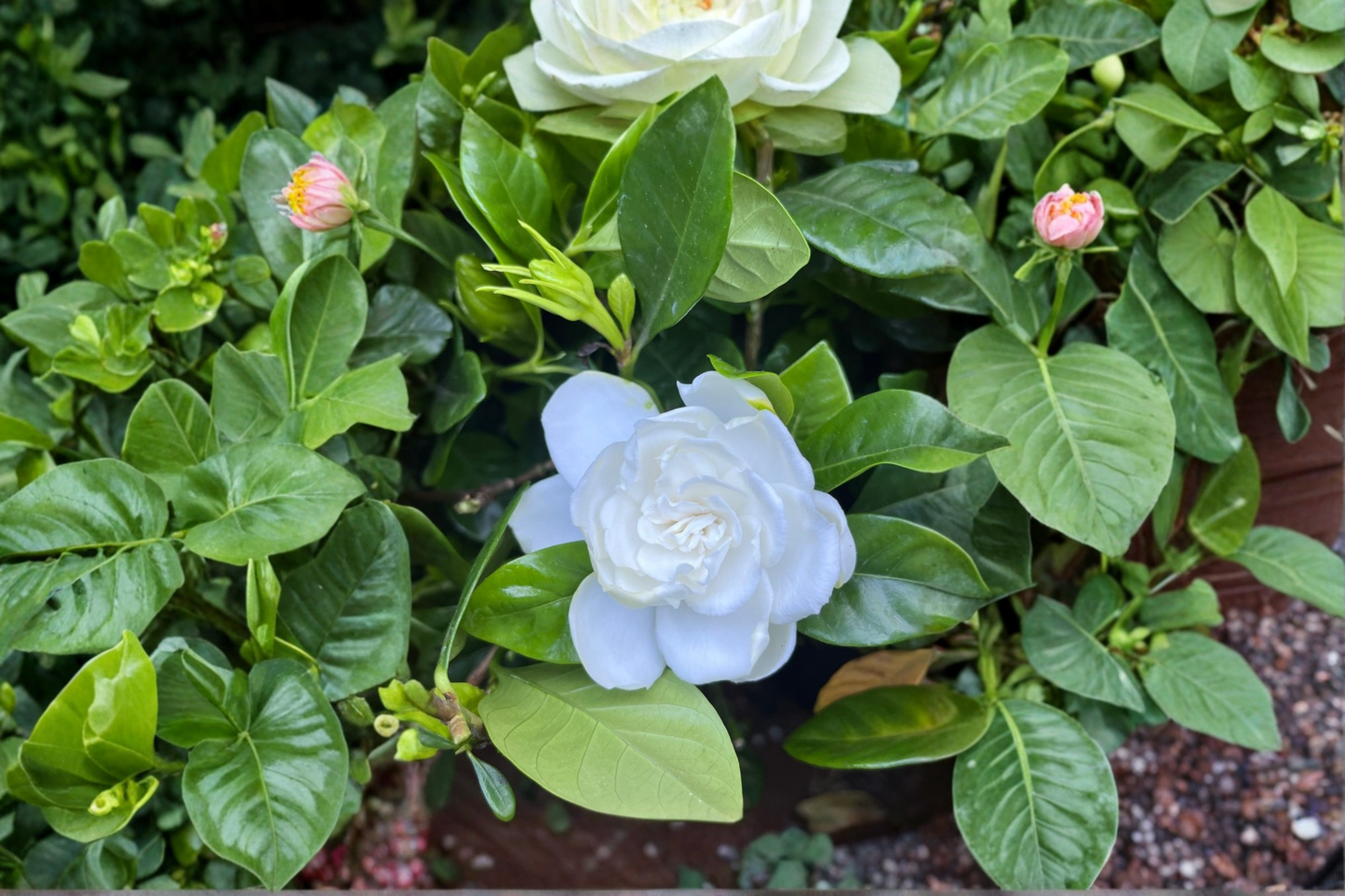 Gardenia Cape Jasmine Live Plant Fragrant White Flower Plant With Buds or Blooms Rooted Garden Plant Free Shipping