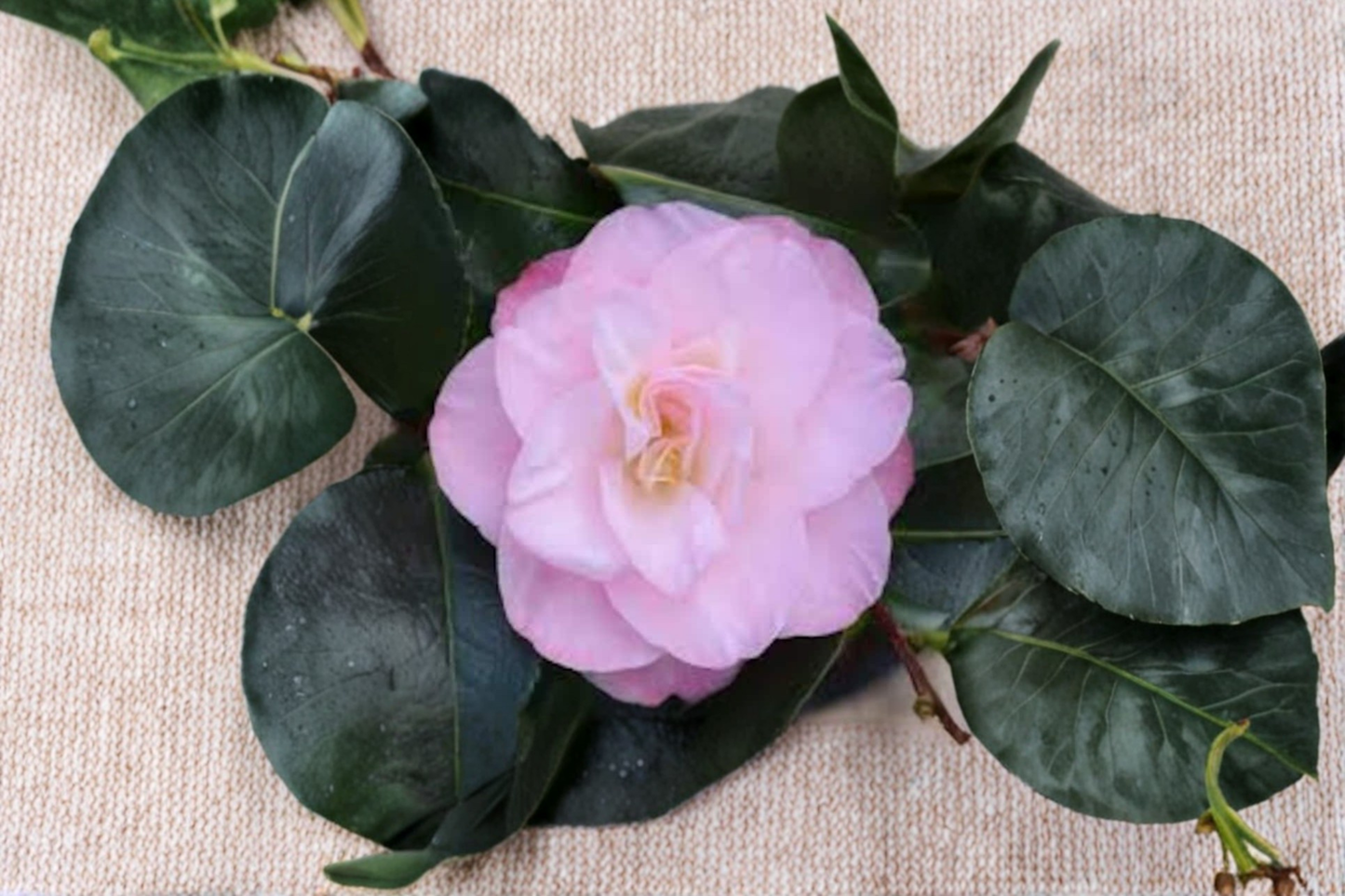 Camellia japonica ‘Dr. Tinsley’ Live Plant 1 Gallon Pot – Japanese Camellia Pink Flower Evergreen Shrub Garden Plant