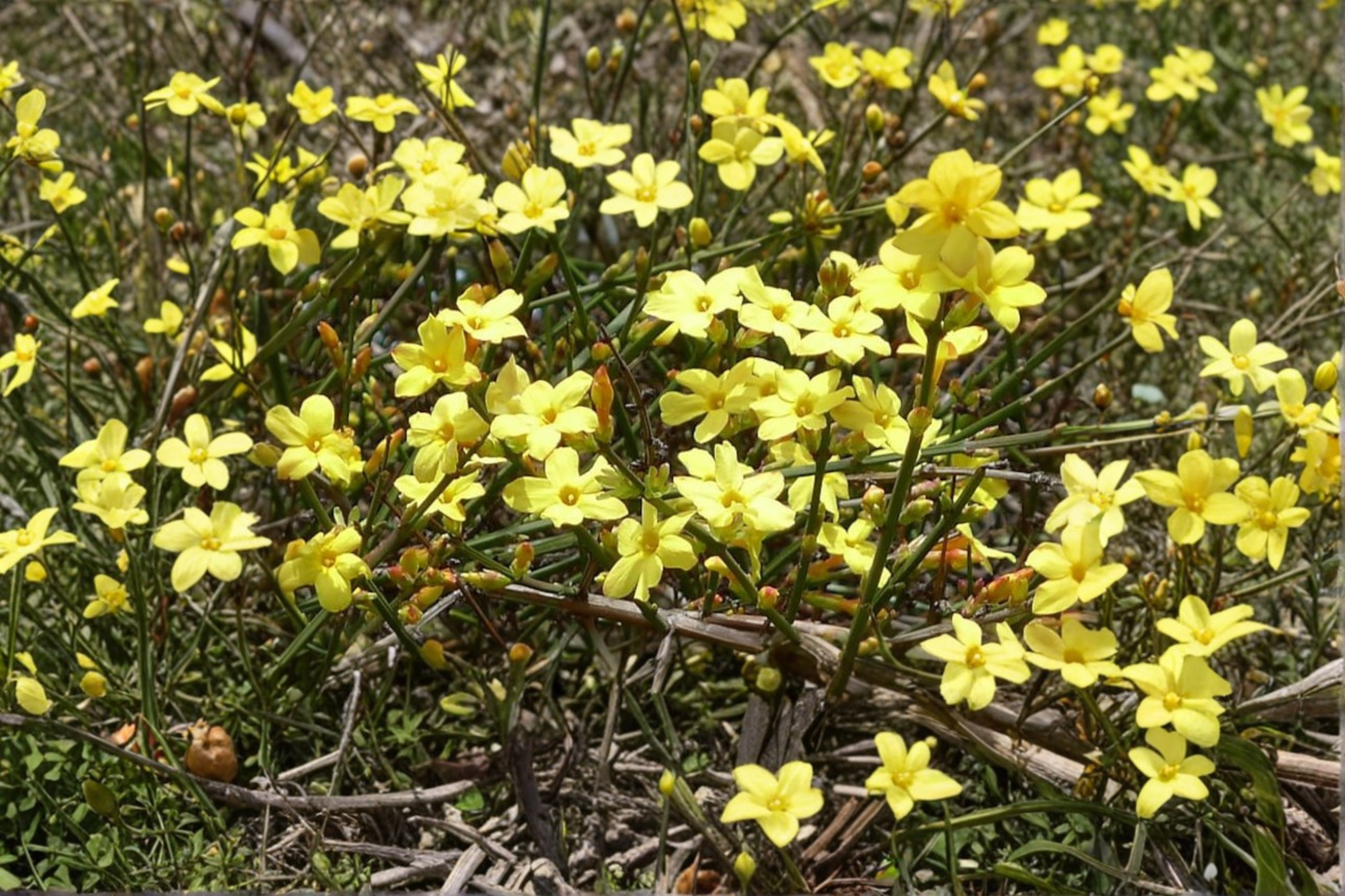 Winter Jasmine Live Plant 3 Gallon Pot – Jasminum nudiflorum Yellow Winter Flowers Ornamental Vine Shrub Garden Plant