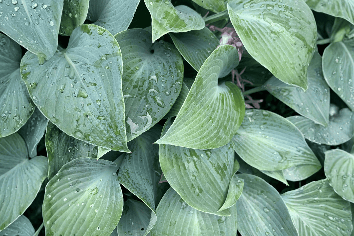 Elegans Plantain Lily 1 Live Plant – Hosta sieboldiana ‘Elegans’ – Quart Pot