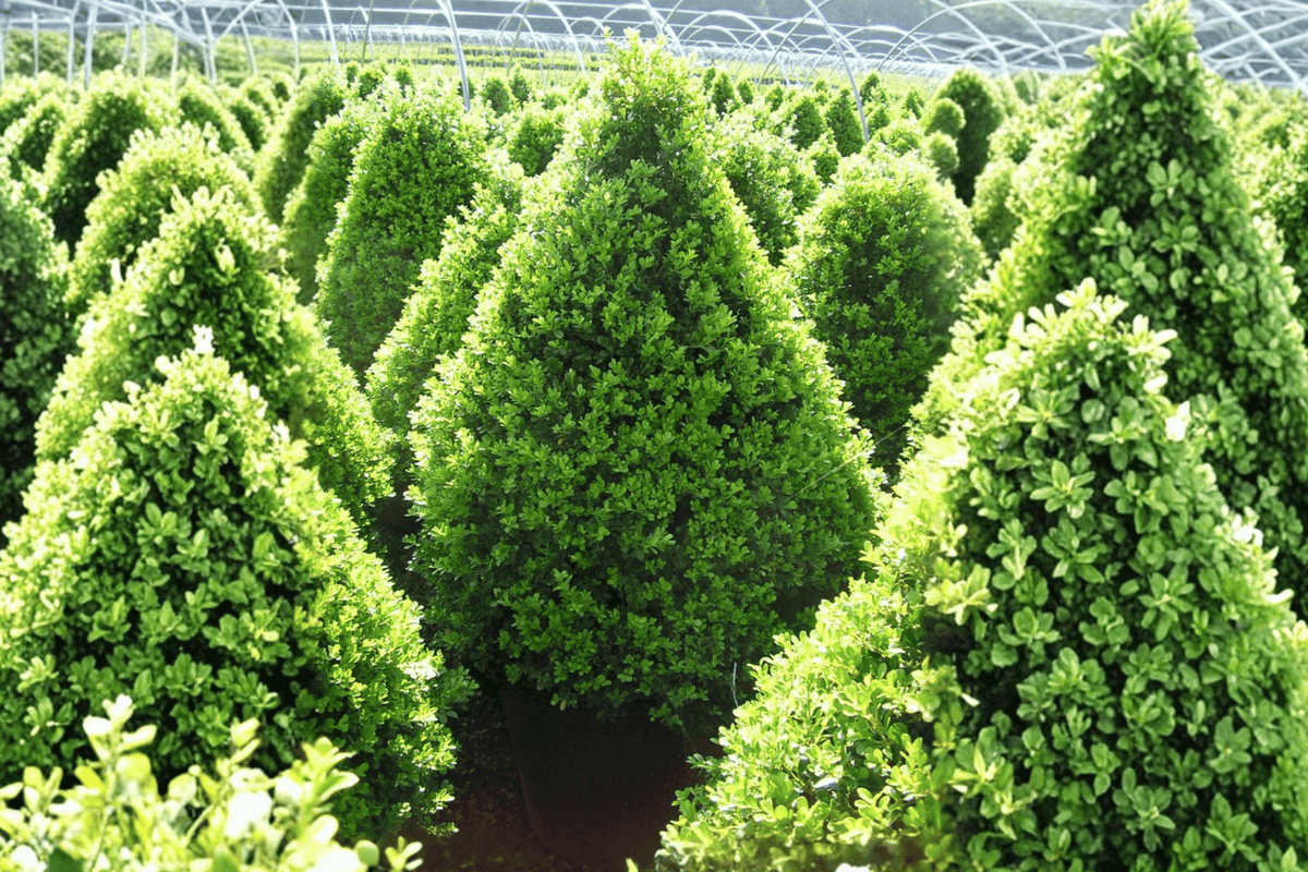 Cranberry Creek Boxwood 1 Live Plant – Buxus ‘Cranberry Creek’ – 18″ Pyramid – 3 Gallon Pot