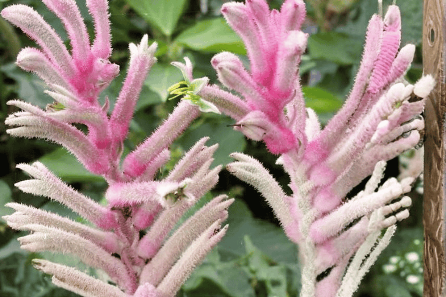 Pink Beauty Kangaroo Paw 1 Gallon Live Plant – Anigozanthos ‘Pink Beauty’