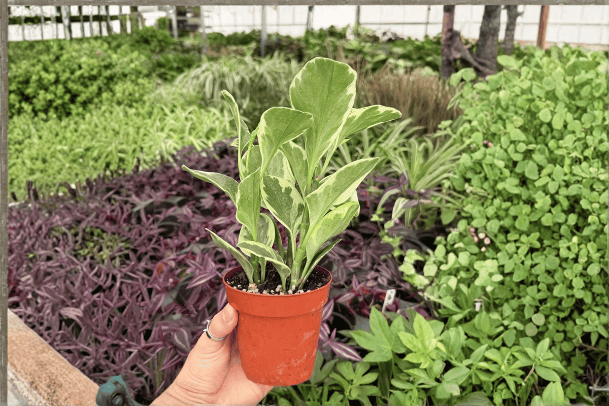 Variegated Peperomia Obtusifolia 2 Exact Live Plants – Specific 4” Size Bare Root