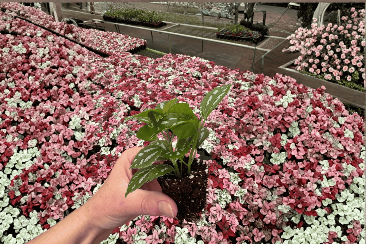 2 Pilea Cadierei Aluminum Plant Live Starter Plant – Bare Root (Pilea cadierei)