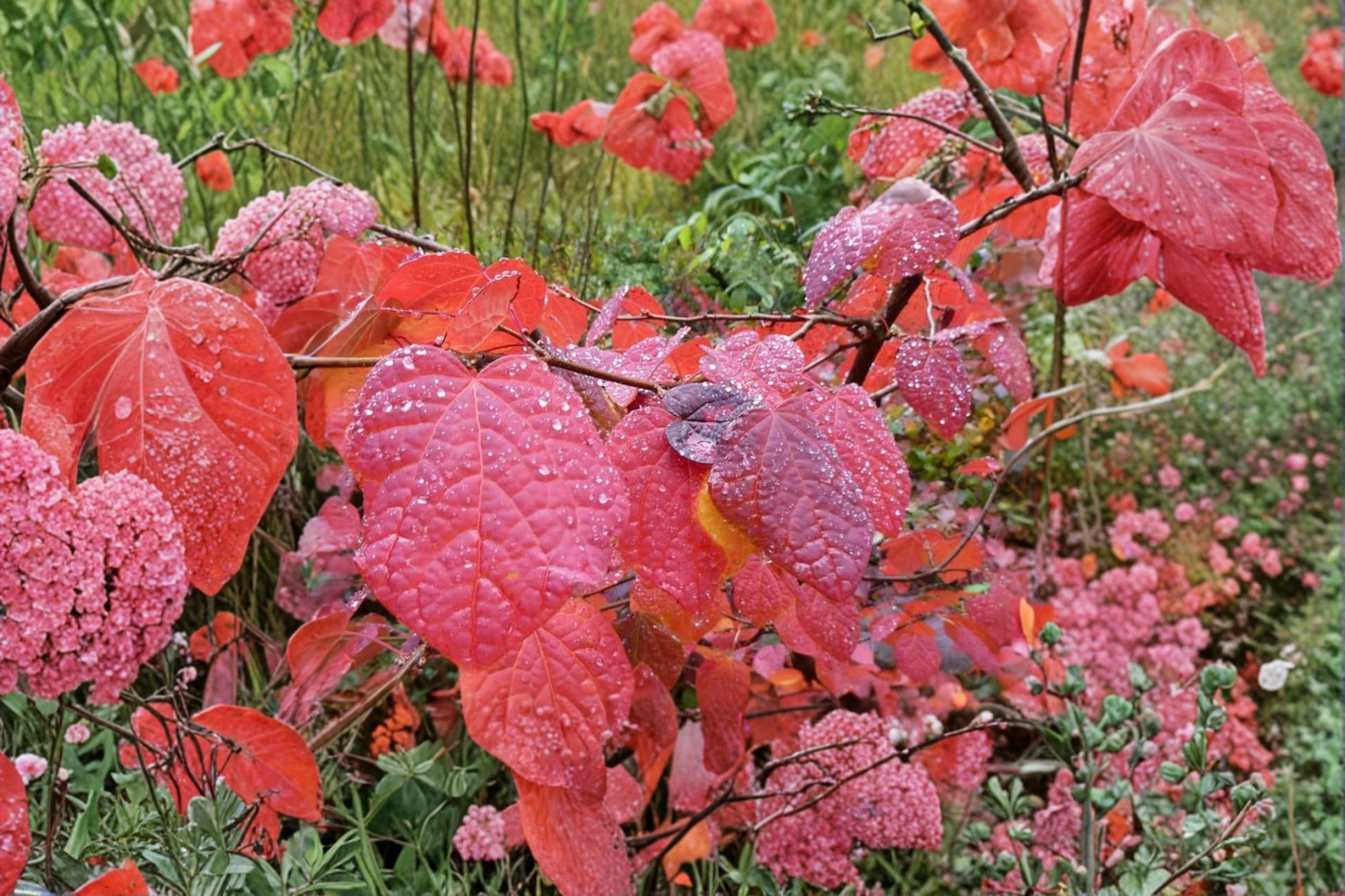 Redbud Hazel Live Plant 2 Gallon Pot – Disanthus cercidifolius Ornamental Shrub Fall Color Garden Plant Outdoor Landscape
