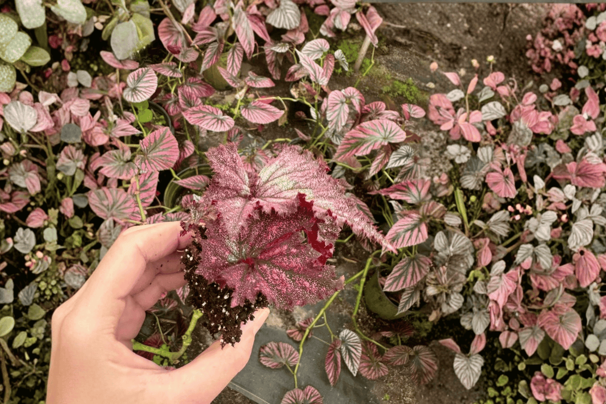 Harmony’s Pink Radiance Begonia – 2 Live Starter Plants, 2-Inch Cultivation Size – Begonia ‘Harmony’s Pink Radiance’