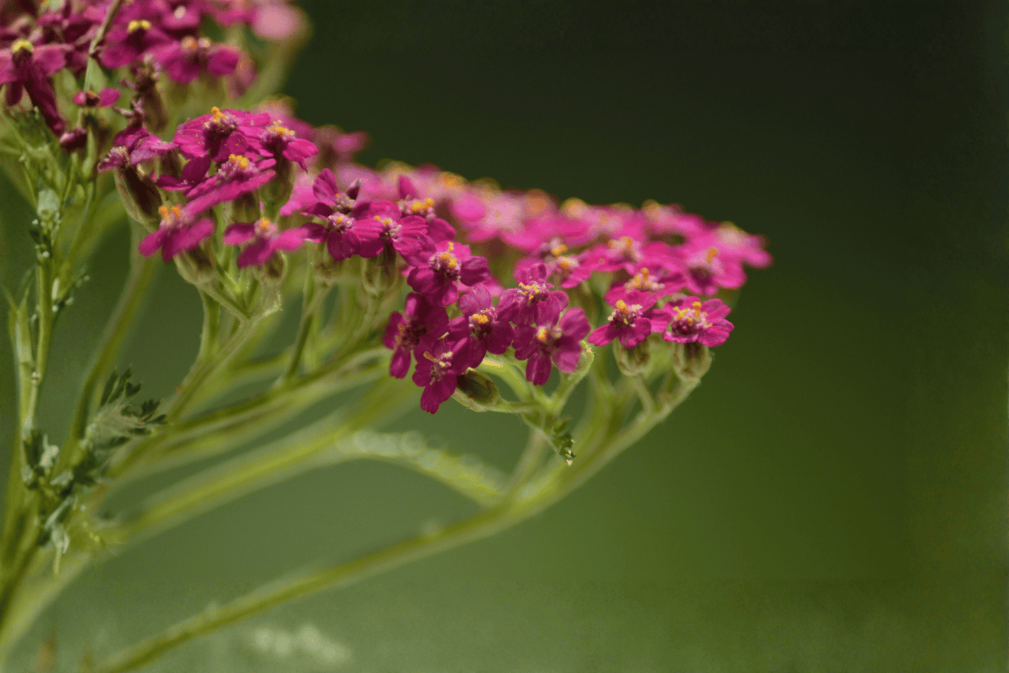 Island Pink Yarrow 1 Live Plant – 4-Inch Pot – Achillea millefolium ‘Island Pink’