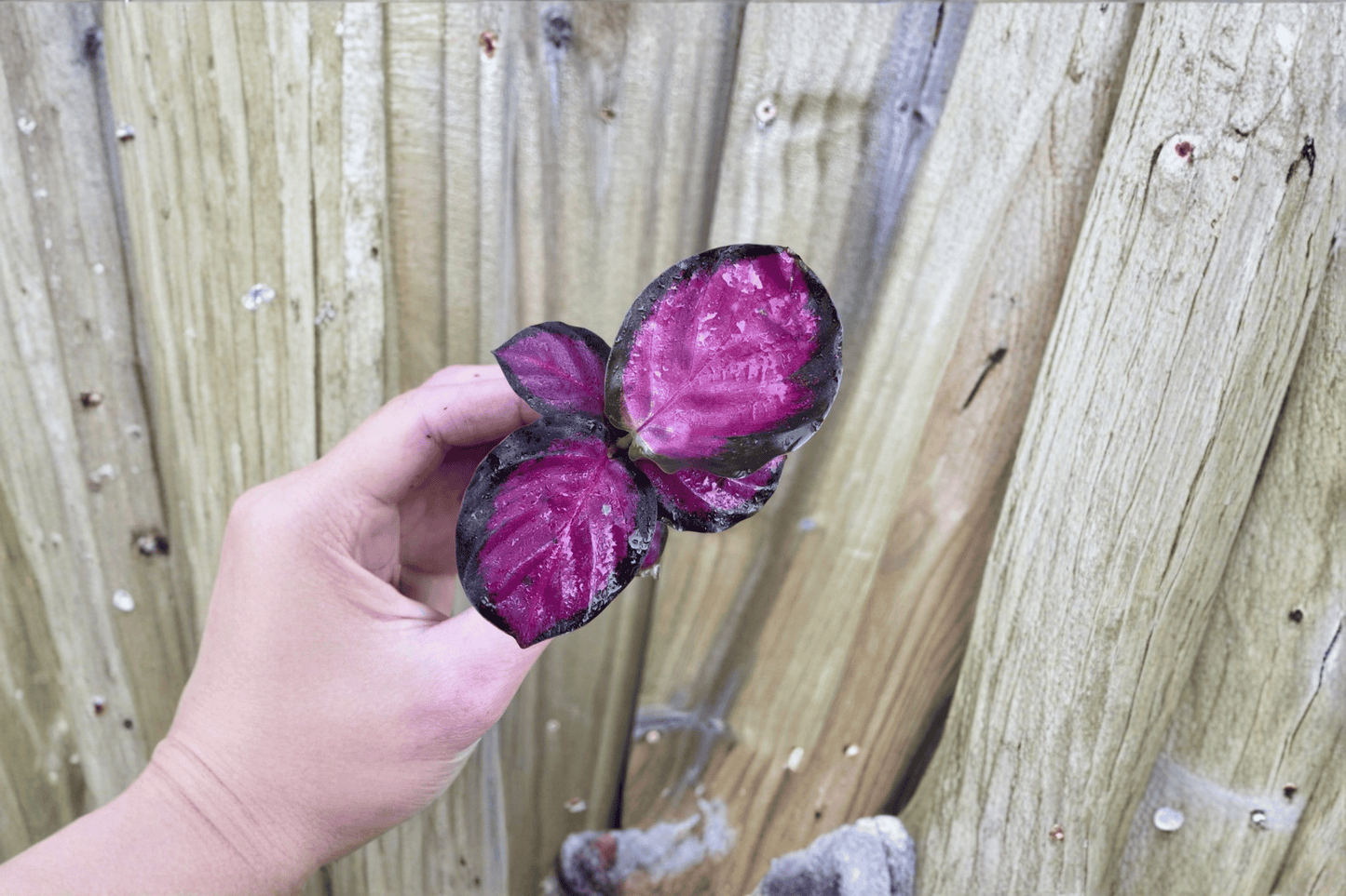 2 Calathea 'Crimson' Starter Plants – Bare Root Live Calathea Houseplants
