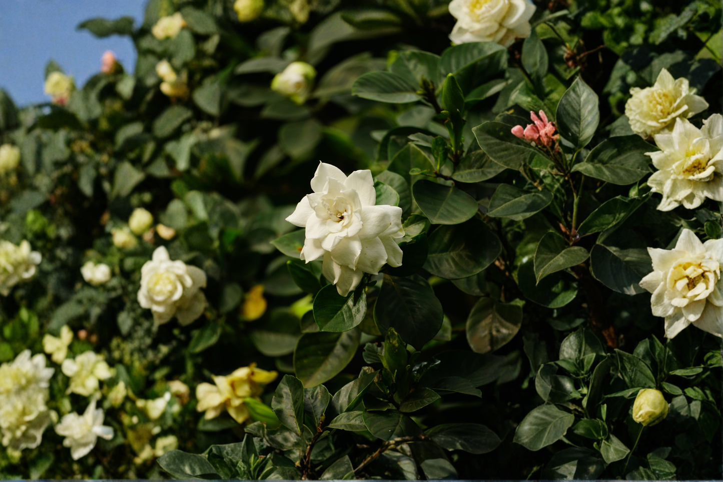 Veitchii Gardenia Live Starter Plant – Gardenia jasminoides – Double White Fragrant Flowers